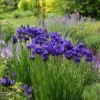 Iris Sibirica 'Caesar's Brother'