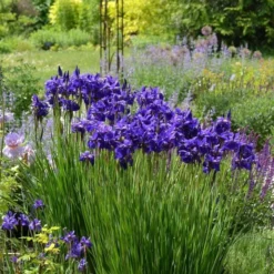 Iris Sibirica 'Caesar's Brother'