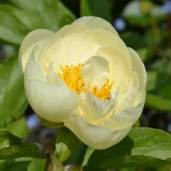 Peony 'Lemon Chiffon' 8 Peony 'Lemon Chiffon' -Tree Bower Sales x600 31214