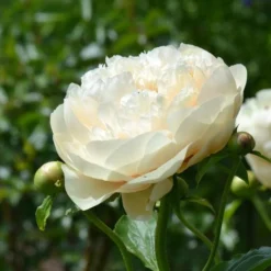 Peony 'Pastelegance' -Tree Bower Sales x600 31216