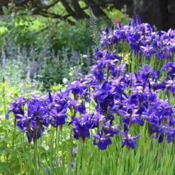 Iris Sibirica 'Caesar's Brother' -Tree Bower Sales x600 31219