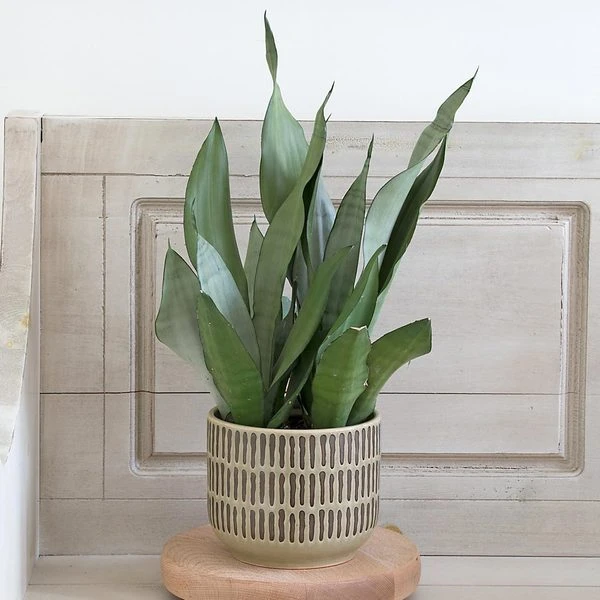 Stone Harbor Cachepot 2 Stone Harbor Cachepot - Image 2