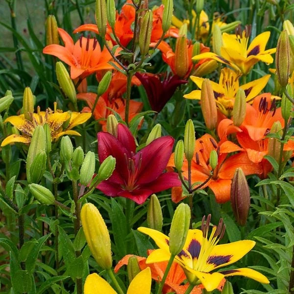 Lilium True Colors Mix For Naturalizing 2 Lilium True Colors Mix For Naturalizing - Image 2