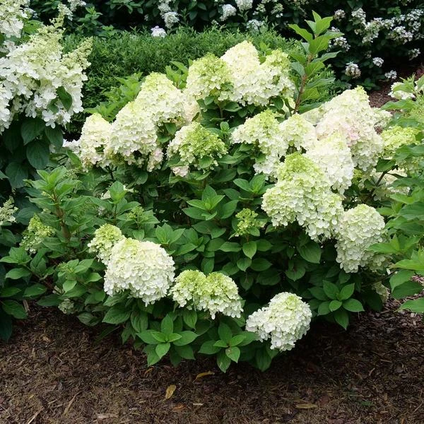 Hydrangea Paniculata Little Lime Punch® 2 Hydrangea Paniculata Little Lime Punch® - Image 2