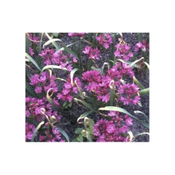 A Big Mix Of Little Alliums 9 A Big Mix Of Little Alliums -Tree Bower Sales x600 3156