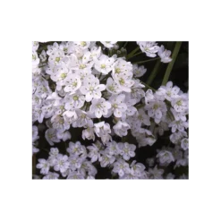 A Big Mix Of Little Alliums 10 A Big Mix Of Little Alliums -Tree Bower Sales x600 3158