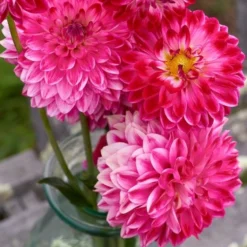 Dahlia 'Seniors Dream' -Tree Bower Sales x600 31809