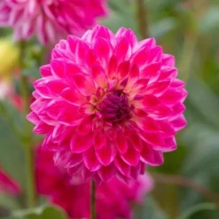 Dahlia 'Seniors Dream' -Tree Bower Sales x600 31810
