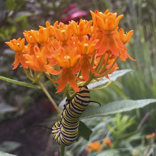 Asclepias Tuberosa 3 Asclepias Tuberosa - Image 3