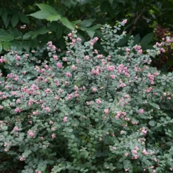 Symphoricarpos Proud Berry® 11 Symphoricarpos Proud Berry® -Tree Bower Sales x600 31963