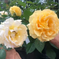 Rose Julia Child™ -Tree Bower Sales x600 32372