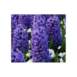 Springtime Sizzle Hyacinth, Forget-me-not & Sedum Collection -Tree Bower Sales x600 3289