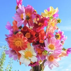 Bee Friendly Dahlia Mix -Tree Bower Sales x600 32894