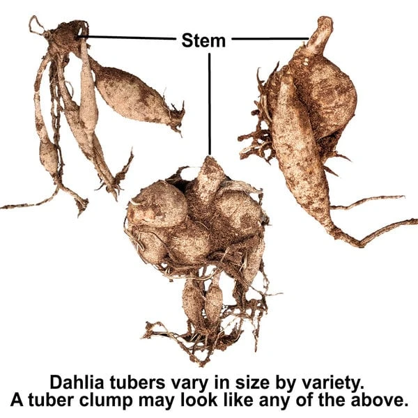 Dahlia 'Polar Ice' 1 Dahlia 'Polar Ice'
