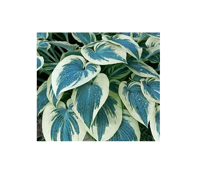 Hosta 'Blue Ivory' 2 Hosta 'Blue Ivory' - Image 2