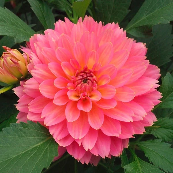 Dahlia 'XXL Merida' 1 Dahlia 'XXL Merida'