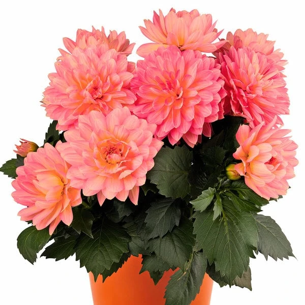 Dahlia 'XXL Merida' 2 Dahlia 'XXL Merida' - Image 2