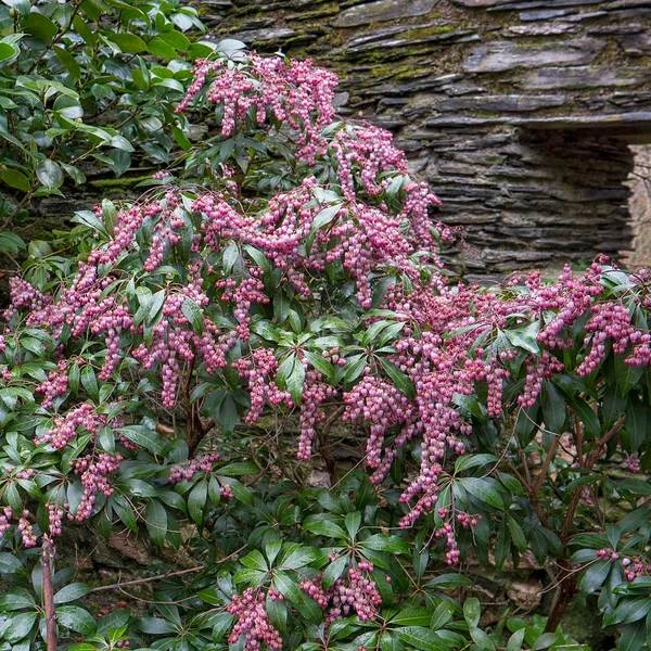 Pieris Japonica 'Katsura' 2 Pieris Japonica 'Katsura' - Image 2