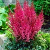 Astilbe 'Montgomery'