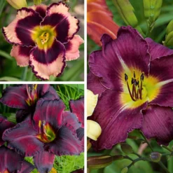 Sultry Eyes Hemerocallis Mix -Tree Bower Sales x600 33437