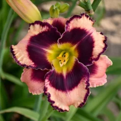 Sultry Eyes Hemerocallis Mix -Tree Bower Sales x600 33438
