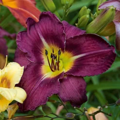 Sultry Eyes Hemerocallis Mix -Tree Bower Sales x600 33439