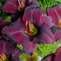 Sultry Eyes Hemerocallis Mix -Tree Bower Sales x600 33440