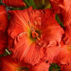 Sunset Glow Daylily Mix 7 Sunset Glow Daylily Mix -Tree Bower Sales x600 33442