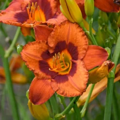 Sunset Glow Daylily Mix 9 Sunset Glow Daylily Mix -Tree Bower Sales x600 33445