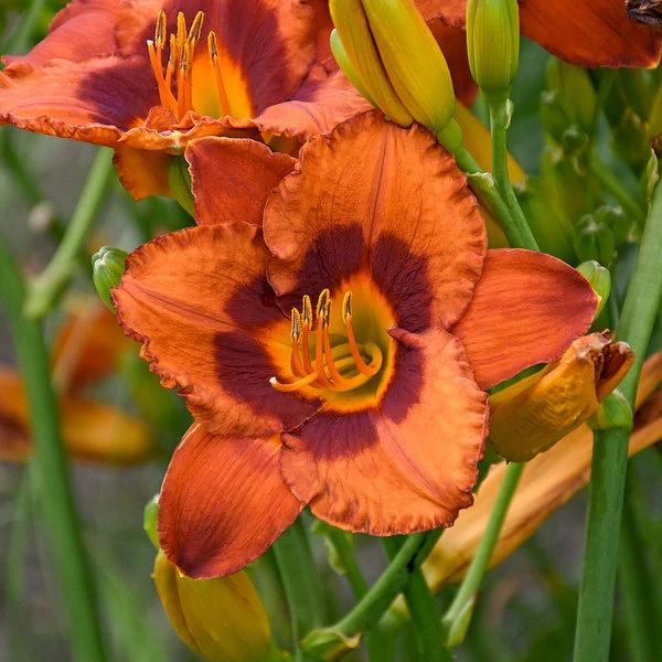 Sunset Glow Daylily Mix 5 Sunset Glow Daylily Mix - Image 5
