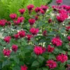 Monarda Bee-You® Bee Happy™