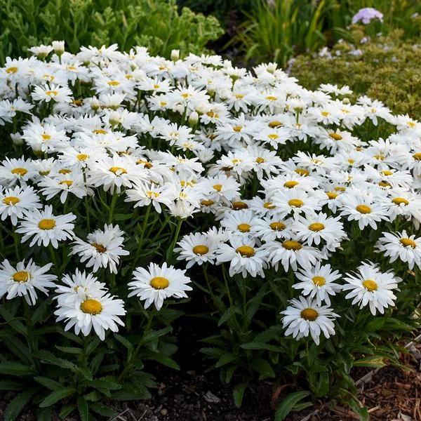 Leucanthemum X Superbum 'Whoops-a-Daisy' 1 Leucanthemum X Superbum 'Whoops-a-Daisy'