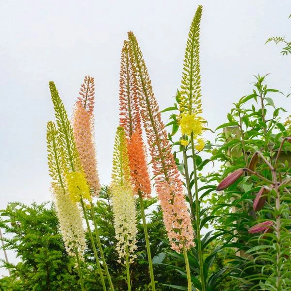 Eremurus Ruiter Hybrid Mix 1 Eremurus Ruiter Hybrid Mix