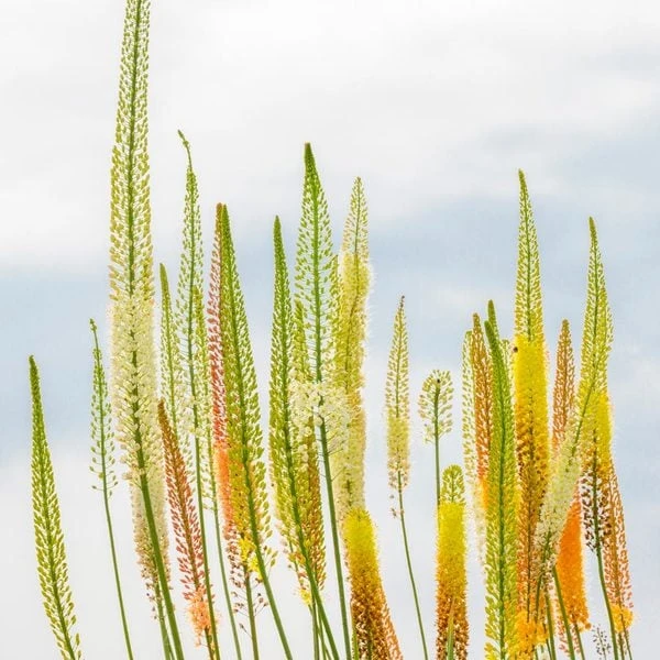 Eremurus Ruiter Hybrid Mix 2 Eremurus Ruiter Hybrid Mix - Image 2