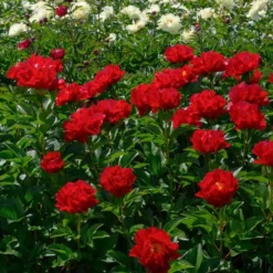 Peony 'Mackinac Grand' 6 Peony 'Mackinac Grand' -Tree Bower Sales x600 33735