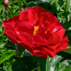 Peony 'Mackinac Grand' 7 Peony 'Mackinac Grand' -Tree Bower Sales x600 33736