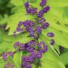 Callicarpa Dichotoma 'Early Amethyst'
