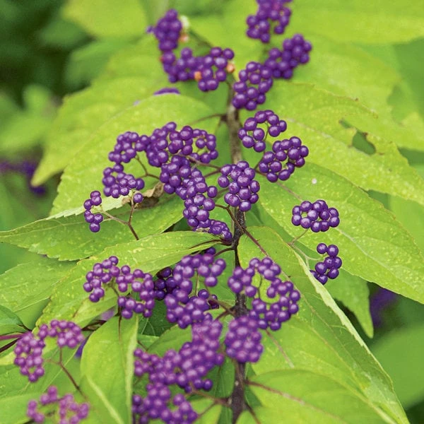 Callicarpa Dichotoma 'Early Amethyst' 1 Callicarpa Dichotoma 'Early Amethyst'