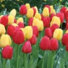 Strike Up The Band Perennial Tulip Collection