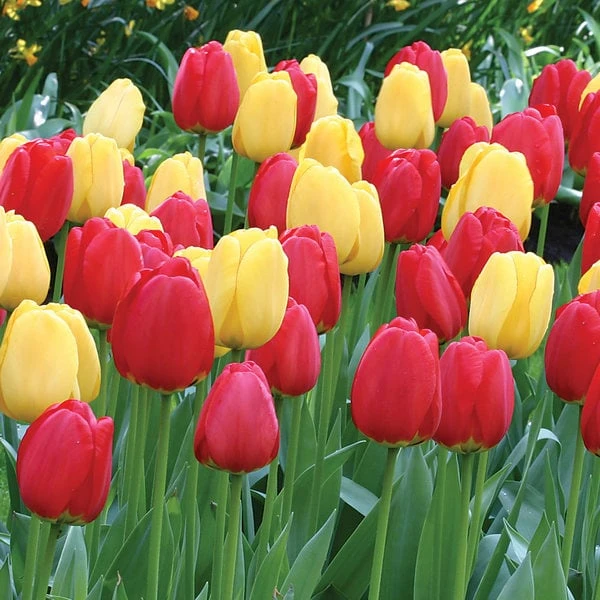 Strike Up The Band Perennial Tulip Collection 1 Strike Up The Band Perennial Tulip Collection