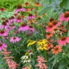 Echinacea 'Cheyenne Spirit'