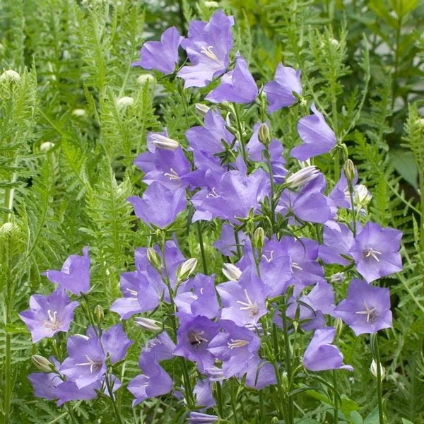 Campanula Persicifolia 'Telham Beauty' 2 Campanula Persicifolia 'Telham Beauty' - Image 2