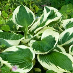 Hosta 'Patriot' -Tree Bower Sales x600 34143