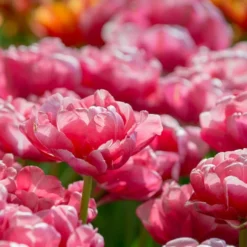 Tulip 'Wedding Gift' -Tree Bower Sales x600 34157