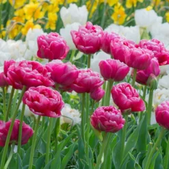 Tulip 'Wedding Gift' -Tree Bower Sales x600 34158