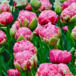 Tulip 'Wedding Gift' -Tree Bower Sales x600 34159