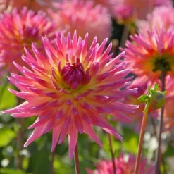 The Karma Dahlia Collection - 4 Tubers -Tree Bower Sales x600 34198