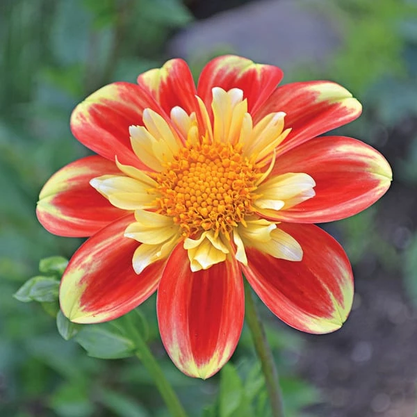 Dahlia 'Pooh' 1 Dahlia 'Pooh'