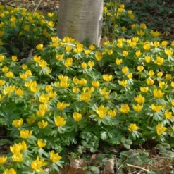 Eranthis Hyemalis -Tree Bower Sales x600 34320
