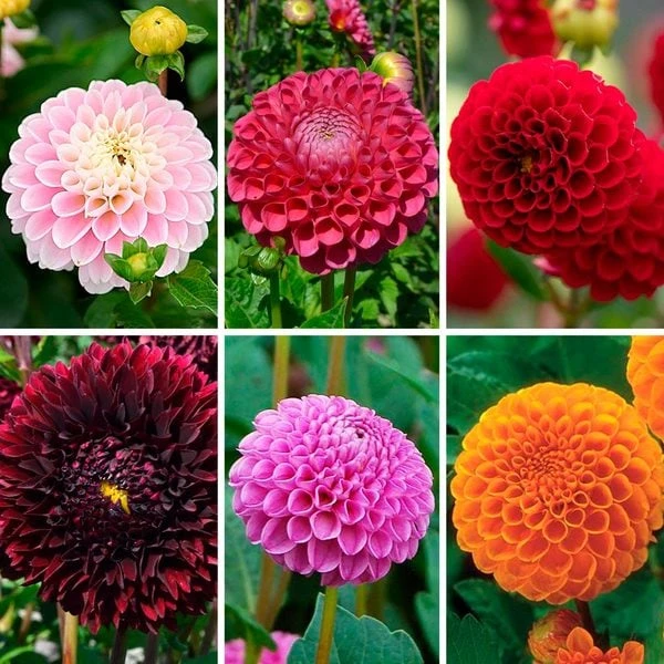 Having A Ball Dahlia Collection 2 Having A Ball Dahlia Collection - Image 2